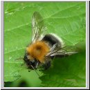 Bombus hypnorum - Baumhummel 01.jpg